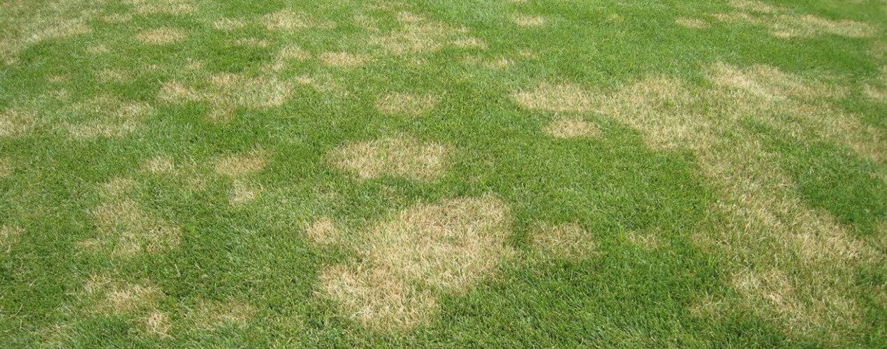 Lawn Fungus Control in College Station, TX