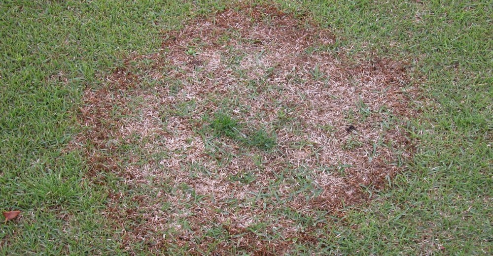 Lawn Disease and Fungus Prevention and Control Services in College Station, TX