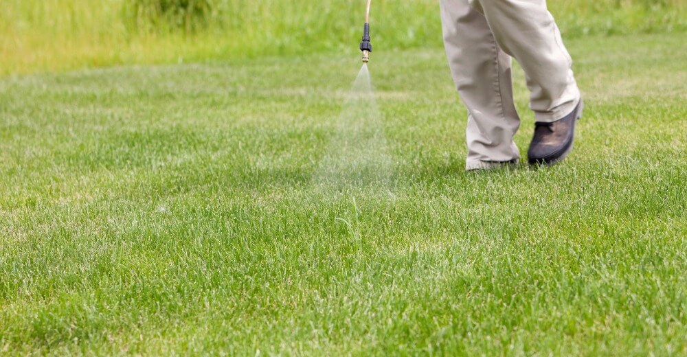 Weed Control Services in Bryan College Station, TX