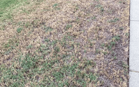 How To Tell if Lawn Grubs Are Actually a Problem for Your Lawn | The ...