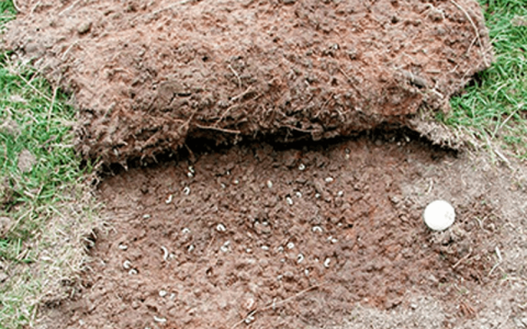 Turf Ribbing Problem How To Tell if Lawn Grubs Are Actually a Problem for Your Lawn | The ...